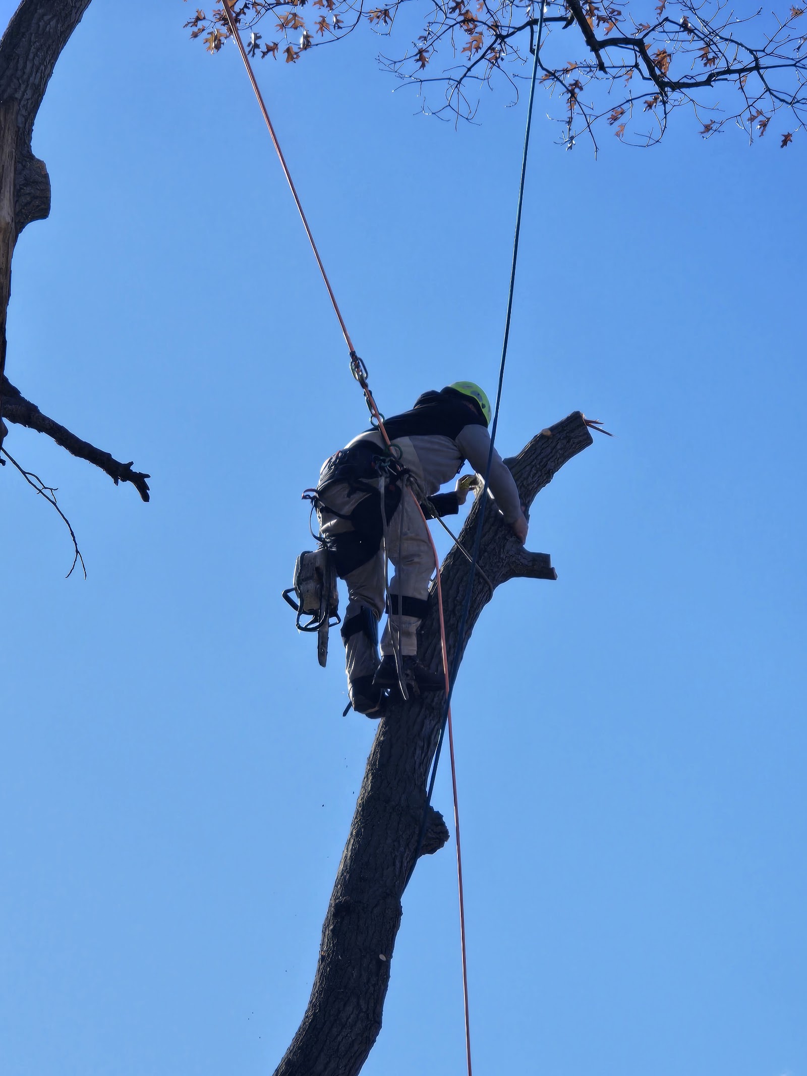 Chris G's Tree service — photo