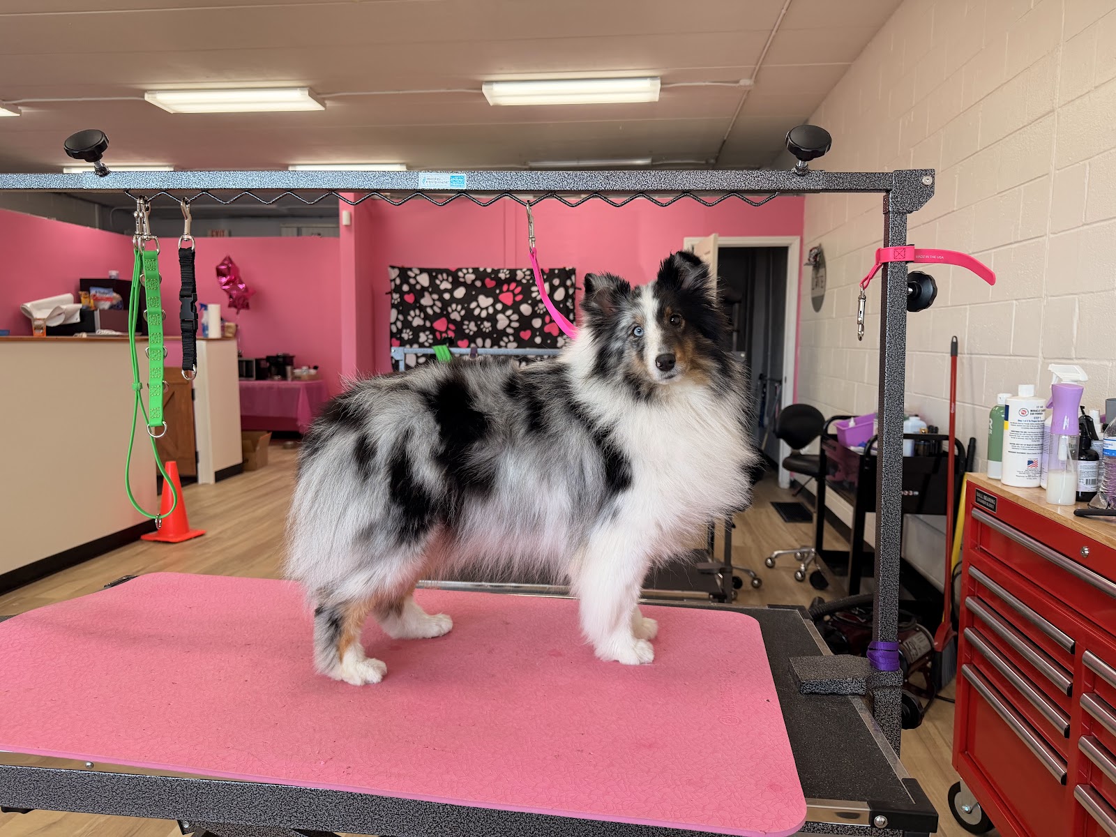 Dogs N Divas Grooming and Training — photo