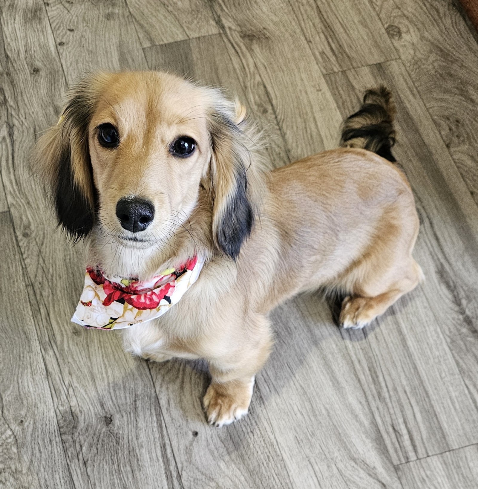 MissyKinsK-9Grooming — photo