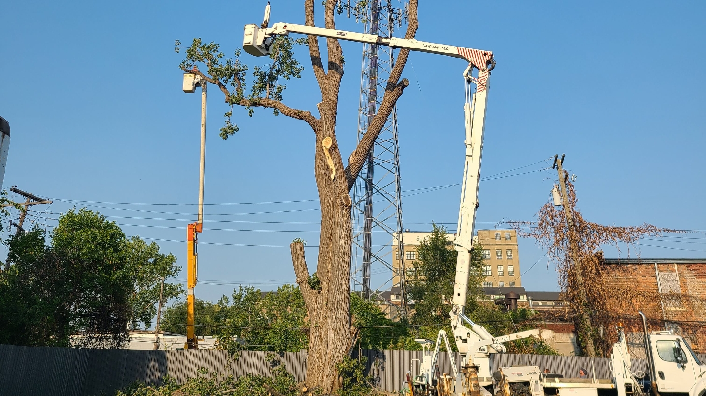 One of a Kind Tree Services in Southgate